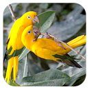 Kicau Burung Super APK
