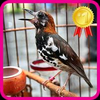 Master Chirping Anis Kembang পোস্টার