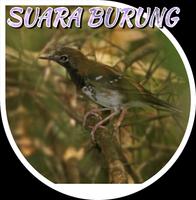 Kicau Anis Buru Gacor plakat