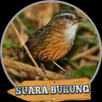 kicau Brencet Gunung Poster