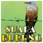 Suara Burung wiwik icône