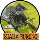 Kicau Cucak Kerinci APK