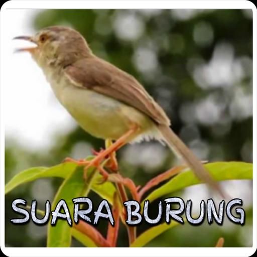 Kicau Ciblek Gunung Gacor For Android Apk Download