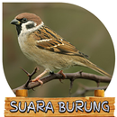 Suara Burung Greja Tarung aplikacja