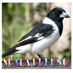 Kicau Pied Butcherbird ( Jagal Papua )