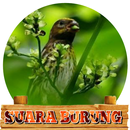 Kicau Kenari Gunung/Melayu-APK