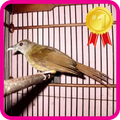 Master Chirping Kapas Tembak
