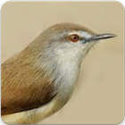 Suara Burung Ciblek Gacor : Masteran Ciblek 图标