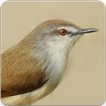 Suara Burung Ciblek Gacor : Masteran Ciblek