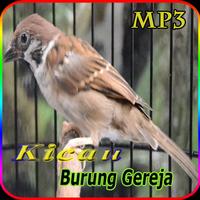 Suara Burung Gereja untuk Masteran kasar poster