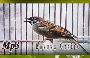 Suara Burung Gereja untuk Masteran kasar اسکرین شاٹ 1