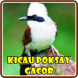 Kicau Burung Poksay Gacor