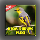 Kicau Burung Pleci Master آئیکن