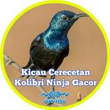 Cerecetan Kolibri Ninja Gacor icône
