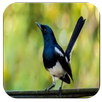 Terapi Burung Kacer Offline APK
