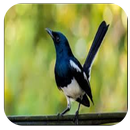 APK Terapi Burung Kacer Offline