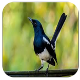 Terapi Burung Kacer Offline