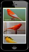 Canário スクリーンショット 3