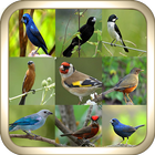Canto de Pássaros brasil 2017 icône