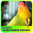 Juara Lovebird Ngekek panjang Terbaru أيقونة