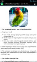 Juara Lovebird Ngekek panjang Terbaru スクリーンショット 1