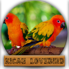Kicau Lovebird Masteran Om biểu tượng
