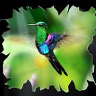 Kolibri icône