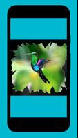 Kolibri Affiche