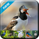 Best Starling Starling