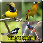 Kicau Terapi Burung icon