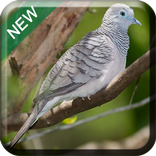 The Best Kneel Chirps