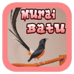 Suara Burung Murai Batu