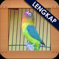 Masteran Loverbird Ngetik plakat