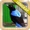 Masteran Cucak Biru Gacor