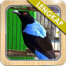 Masteran Cucak Biru Gacor APK