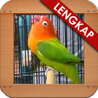 Masteran Loverbird Kusumo ícone