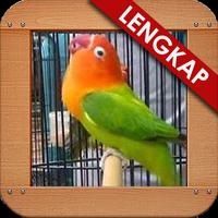 Masteran Loverbird Kusumo Cartaz