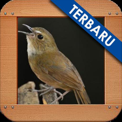 Burung Jongkangan Ngekek Gacor For Android Apk Download