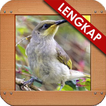 Kicau Burung Cucak Kombo