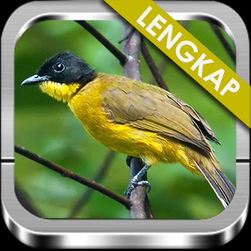 Kicau Kutilang Emas Lengkap for Android - APK Download