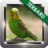 Kumpulan Kicau Parkit Gacor