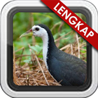 Kicau Ruak Ruak Gacor icon