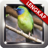 Kinoi Gacor Masteran آئیکن