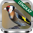 Suara Burung Goldfinch Ngekek