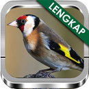 Suara Burung Goldfinch Ngekek APK