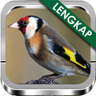 Suara Burung Goldfinch Ngekek icône