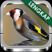 Suara Burung Goldfinch Ngekek Affiche