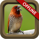 Suara Burung Emprit Lengkap APK