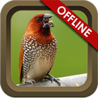 Suara Burung Emprit أيقونة