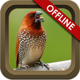 Suara Burung Emprit أيقونة